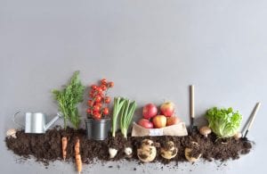 Organic fruits and vegetables lined up in soil