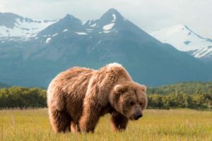 Grizzly bear in Alaska with mountains in background