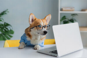Dog using a laptop