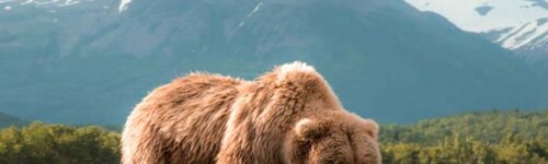 Grizzly bear in Alaska with mountains in background