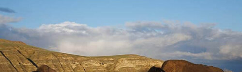 Bison in North Dakota prairie